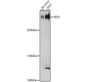 Western Blot - Anti-Tet2 Antibody (A89035) - Antibodies.com