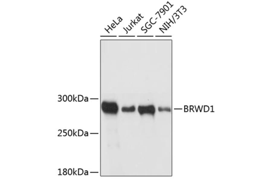 Western Blot - Anti-BRWD1/WDR9 Antibody (A89036) - Antibodies.com