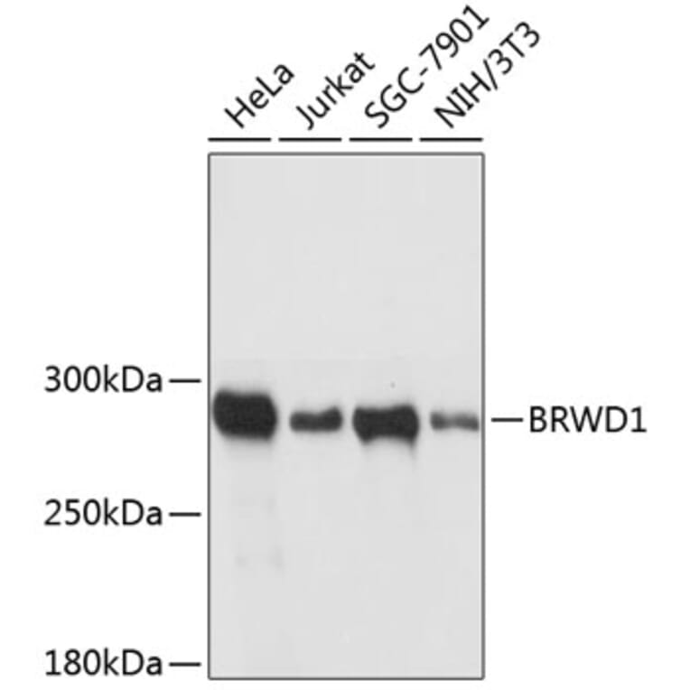 Western Blot - Anti-BRWD1/WDR9 Antibody (A89036) - Antibodies.com