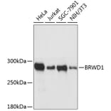 Western Blot - Anti-BRWD1/WDR9 Antibody (A89036) - Antibodies.com