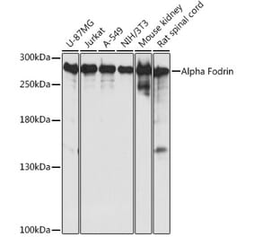 Western Blot - Anti-NEAS Antibody (A89037) - Antibodies.com