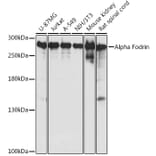 Western Blot - Anti-NEAS Antibody (A89037) - Antibodies.com