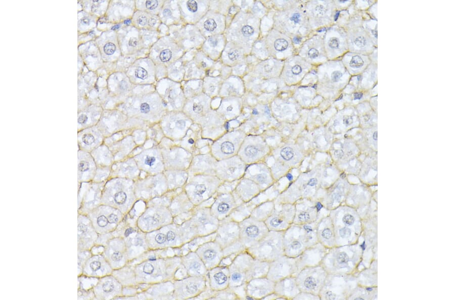 Immunohistochemistry - Anti-NEAS Antibody (A89037) - Antibodies.com