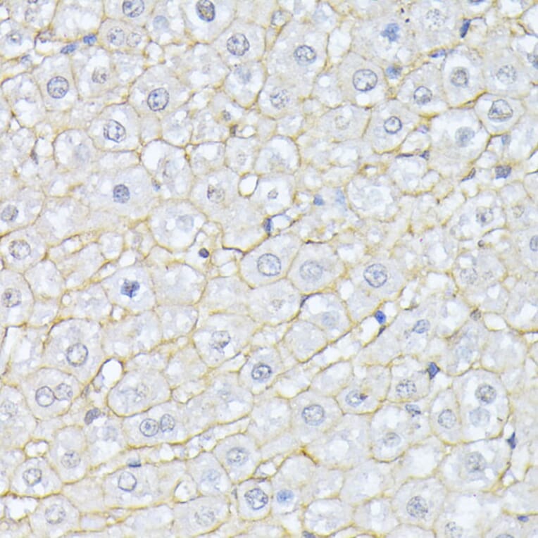 Immunohistochemistry - Anti-NEAS Antibody (A89037) - Antibodies.com