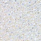 Immunohistochemistry - Anti-NEAS Antibody (A89037) - Antibodies.com