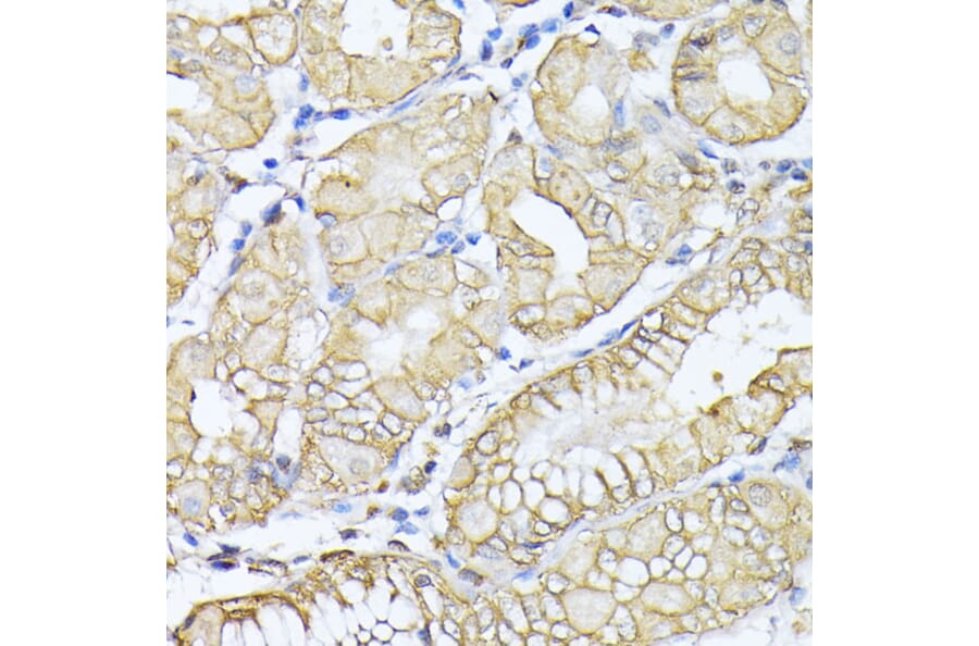 Immunohistochemistry - Anti-NEAS Antibody (A89037) - Antibodies.com