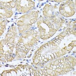 Immunohistochemistry - Anti-NEAS Antibody (A89037) - Antibodies.com