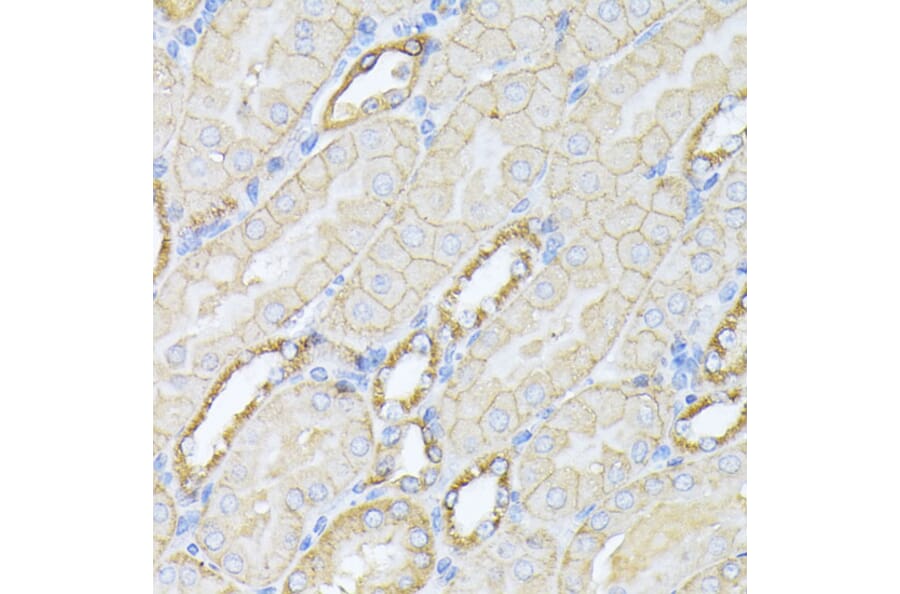 Immunohistochemistry - Anti-NEAS Antibody (A89037) - Antibodies.com