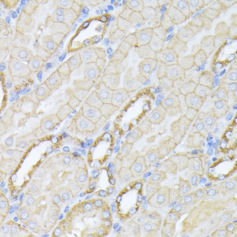 Immunohistochemistry - Anti-NEAS Antibody (A89037) - Antibodies.com