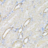 Immunohistochemistry - Anti-NEAS Antibody (A89037) - Antibodies.com
