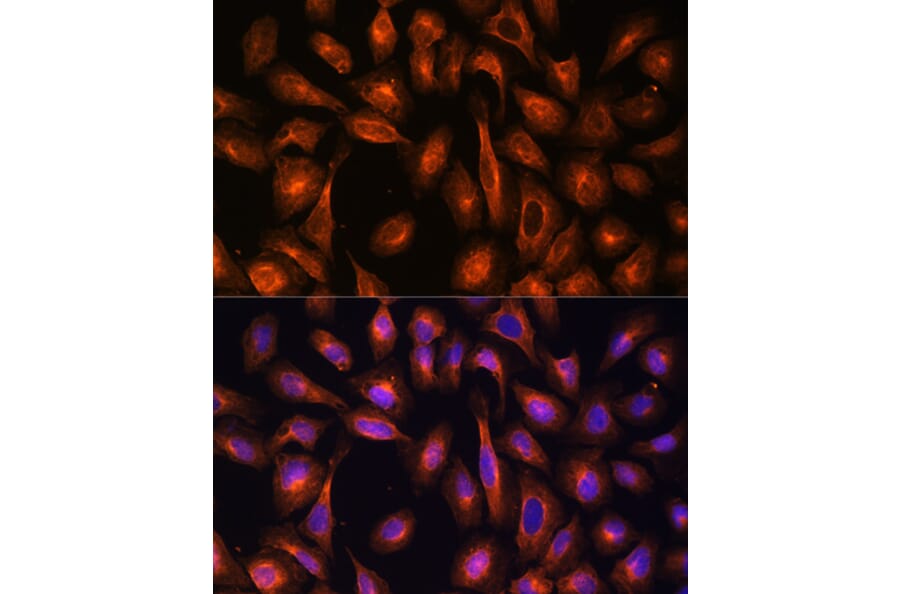 Immunofluorescence - Anti-NEAS Antibody (A89037) - Antibodies.com