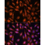 Immunofluorescence - Anti-NEAS Antibody (A89037) - Antibodies.com