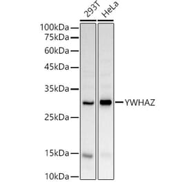Western Blot - Anti-14-3-3 zeta Antibody (A89039) - Antibodies.com