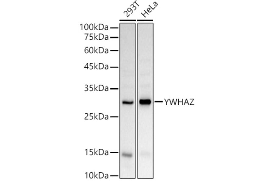 Western Blot - Anti-14-3-3 zeta Antibody (A89039) - Antibodies.com