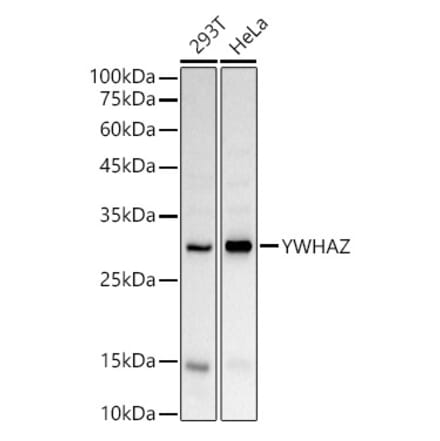 Western Blot - Anti-14-3-3 zeta Antibody (A89039) - Antibodies.com