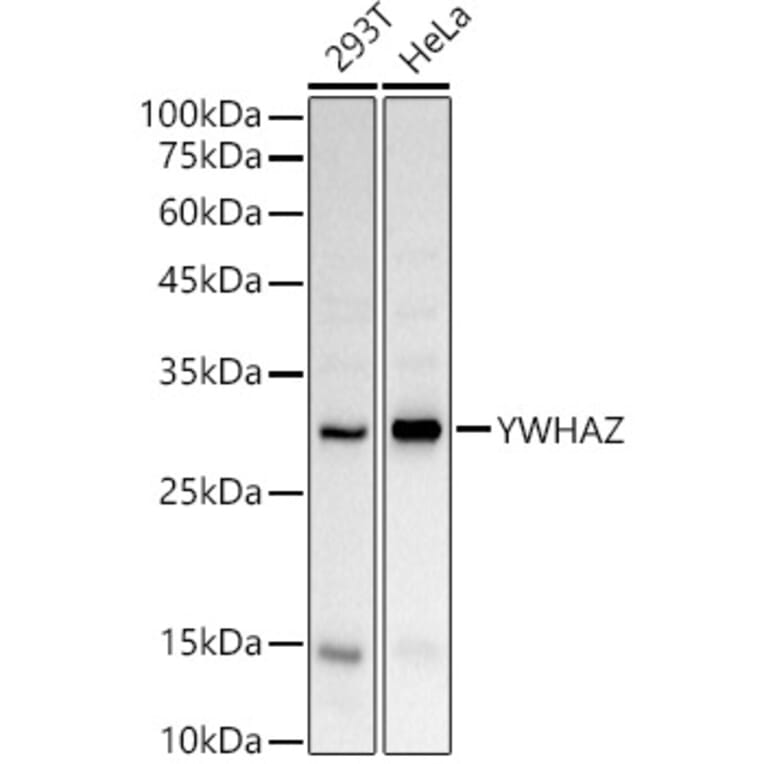 Western Blot - Anti-14-3-3 zeta Antibody (A89039) - Antibodies.com