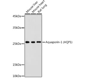 Western Blot - Anti-Aquaporin 1 Antibody (A89041) - Antibodies.com