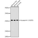 Western Blot - Anti-Aquaporin 1 Antibody (A89041) - Antibodies.com