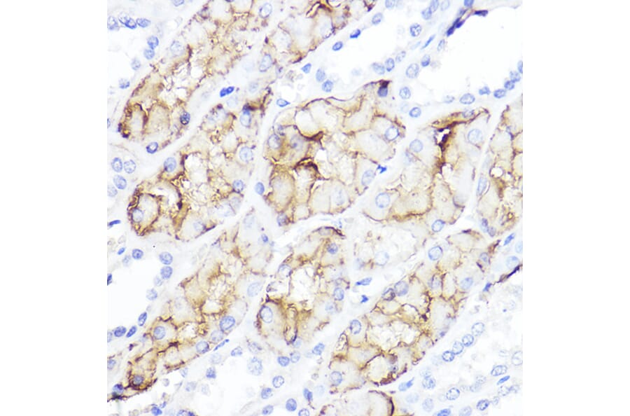 Immunohistochemistry - Anti-Aquaporin 1 Antibody (A89041) - Antibodies.com