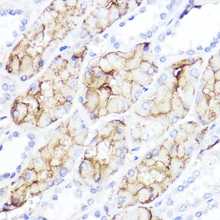 Immunohistochemistry - Anti-Aquaporin 1 Antibody (A89041) - Antibodies.com