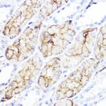 Immunohistochemistry - Anti-Aquaporin 1 Antibody (A89041) - Antibodies.com