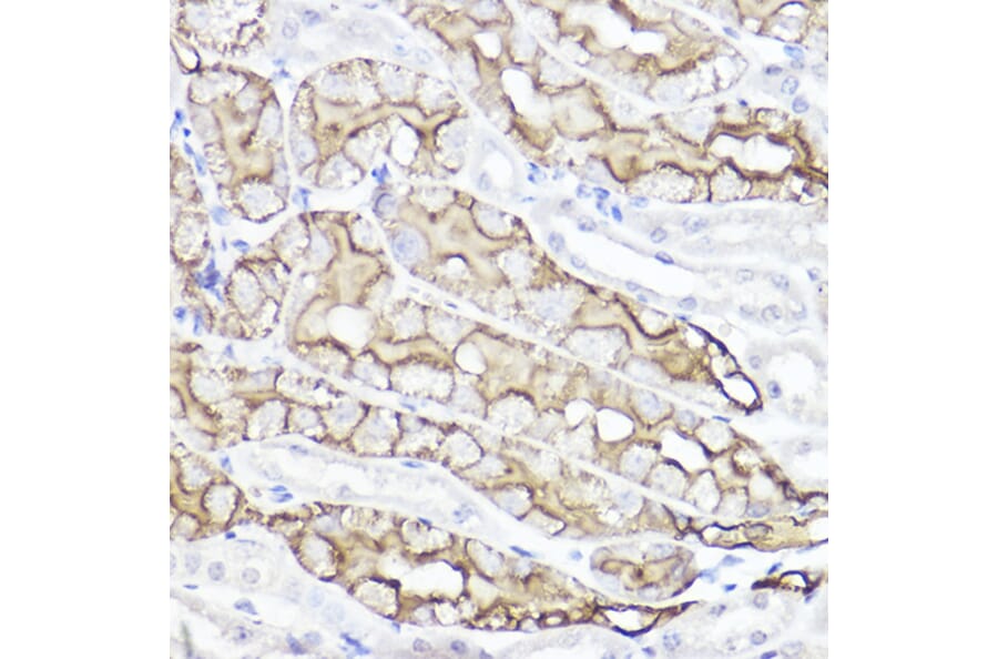 Immunohistochemistry - Anti-Aquaporin 1 Antibody (A89041) - Antibodies.com