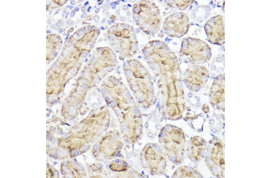 Immunohistochemistry - Anti-Aquaporin 1 Antibody (A89041) - Antibodies.com
