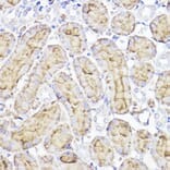 Immunohistochemistry - Anti-Aquaporin 1 Antibody (A89041) - Antibodies.com