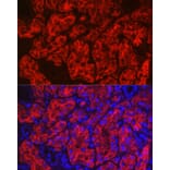 Immunofluorescence - Anti-Aquaporin 1 Antibody (A89041) - Antibodies.com