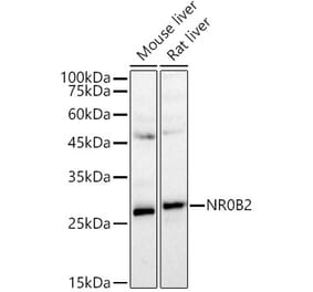 Western Blot - Anti-NR0B2 Antibody (A89045) - Antibodies.com