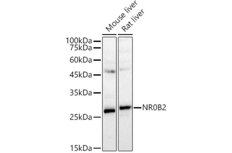 Western Blot - Anti-NR0B2 Antibody (A89045) - Antibodies.com