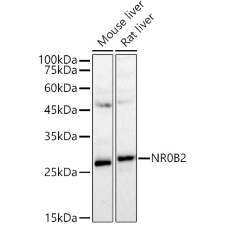 Western Blot - Anti-NR0B2 Antibody (A89045) - Antibodies.com