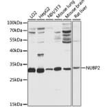 Western Blot - Anti-NUBP2 Antibody (A89046) - Antibodies.com