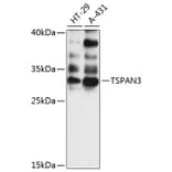 Western Blot - Anti-TSPAN3 Antibody (A89049) - Antibodies.com