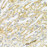 Immunohistochemistry - Anti-SULT2A1/ST2 Antibody (A89051) - Antibodies.com