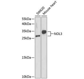 Western Blot - Anti-NOL3 Antibody (A89054) - Antibodies.com