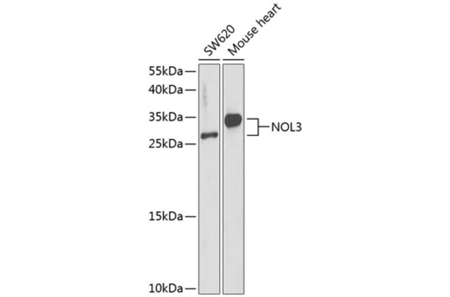 Western Blot - Anti-NOL3 Antibody (A89054) - Antibodies.com