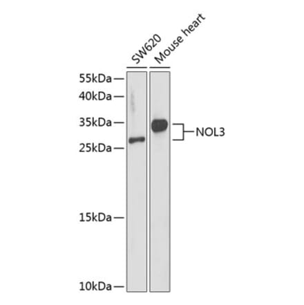 Western Blot - Anti-NOL3 Antibody (A89054) - Antibodies.com