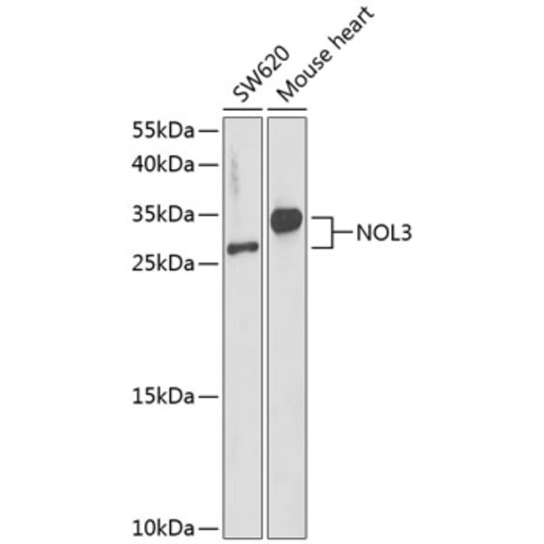 Western Blot - Anti-NOL3 Antibody (A89054) - Antibodies.com