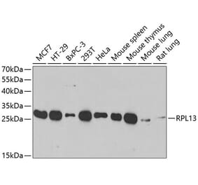 Western Blot - Anti-RPL13 Antibody (A89055) - Antibodies.com