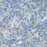 Immunohistochemistry - Anti-RPL13 Antibody (A89055) - Antibodies.com