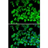 Immunofluorescence - Anti-RPL13 Antibody (A89055) - Antibodies.com