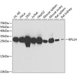 Western Blot - Anti-RPL14 Antibody (A89057) - Antibodies.com