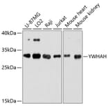Western Blot - Anti-14-3-3 eta/YWHAH Antibody (A89060) - Antibodies.com