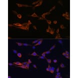 Immunofluorescence - Anti-14-3-3 eta/YWHAH Antibody (A89060) - Antibodies.com