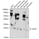 Western Blot - Anti-NANP Antibody (A89061) - Antibodies.com