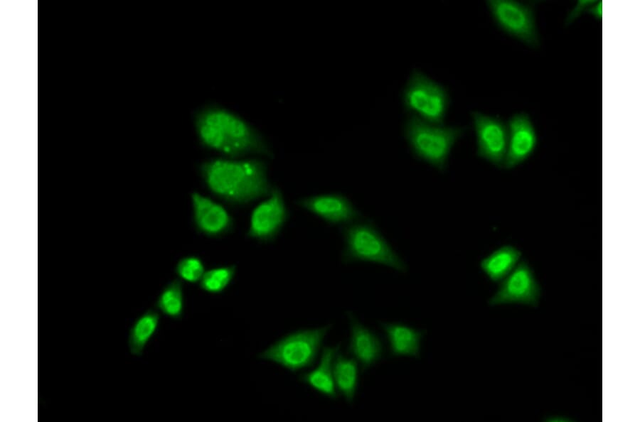 Immunofluorescence - Anti-GTF2F2 Antibody (A89062) - Antibodies.com