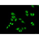 Immunofluorescence - Anti-GTF2F2 Antibody (A89062) - Antibodies.com