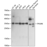 Western Blot - Anti-PRPK Antibody (A89064) - Antibodies.com