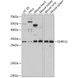 Western Blot - Anti-DHRS11 Antibody (A89066) - Antibodies.com